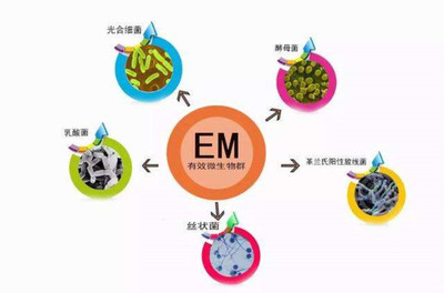 有機(jī)肥技術(shù)推廣的有效策略與實(shí)踐路徑